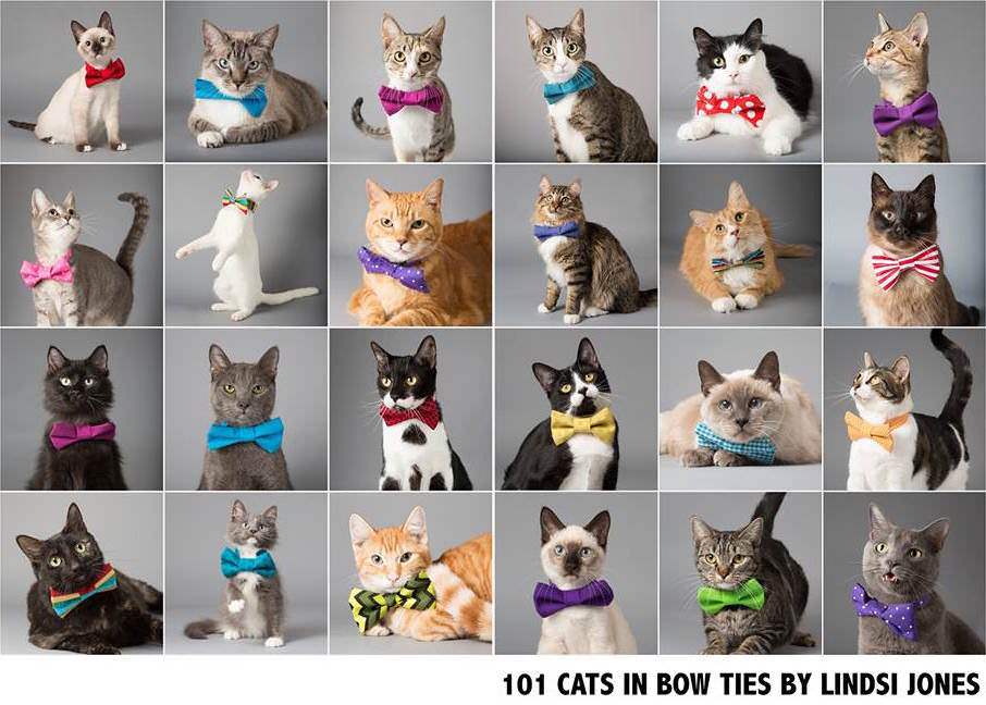 Lindsi Jones Cats in Bowties HeARTs Speak