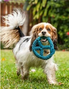 HeARTs Speak dog photography shelter pet photo