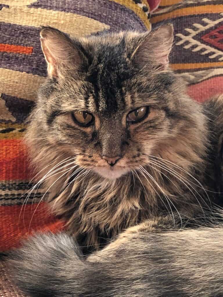 long haired brown tabby cat, close up on her face